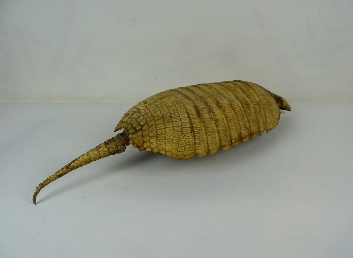 Taxidermy Armadillo Shell